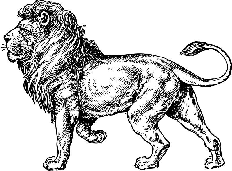ぬりえページ: ライオン (動物) #10318 - 無料の印刷可能なぬりえページ