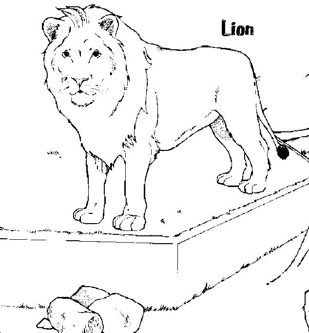 ぬりえページ: ライオン (動物) #10359 - 無料の印刷可能なぬりえページ