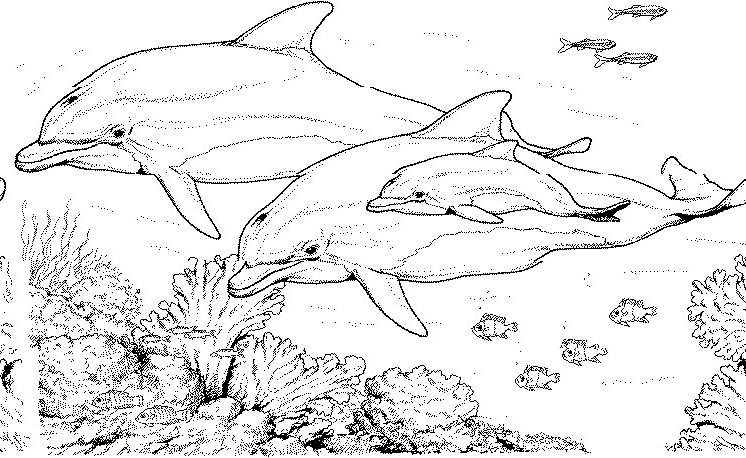 ぬりえページ: 海洋生物 (動物) #21985 - 無料の印刷可能なぬりえページ