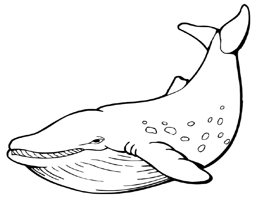 ぬりえページ: 海洋生物 (動物) #22041 - 無料の印刷可能なぬりえページ