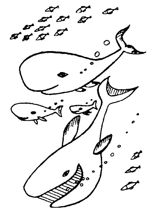 ぬりえページ: 海洋生物 (動物) #22118 - 無料の印刷可能なぬりえページ