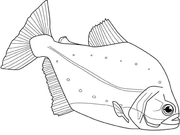 ぬりえページ: 海洋生物 (動物) #22148 - 無料の印刷可能なぬりえページ