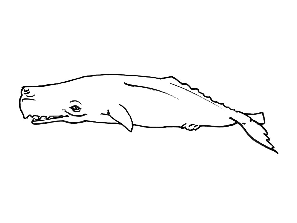 ぬりえページ: 海洋生物 (動物) #22224 - 無料の印刷可能なぬりえページ