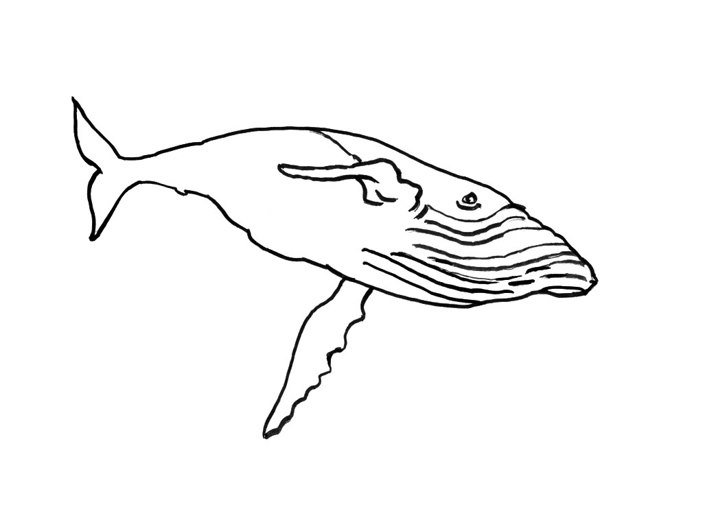 ぬりえページ: 海洋生物 (動物) #22241 - 無料の印刷可能なぬりえページ