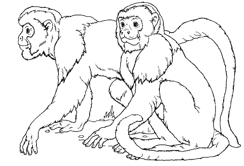 ぬりえページ: 猿 (動物) #14177 - 無料の印刷可能なぬりえページ