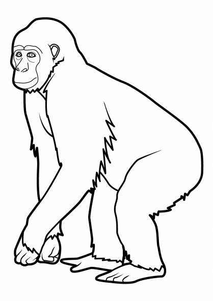 ぬりえページ: 猿 (動物) #14196 - 無料の印刷可能なぬりえページ