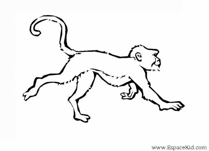 ぬりえページ: 猿 (動物) #14214 - 無料の印刷可能なぬりえページ
