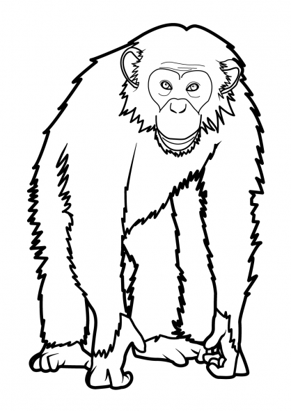 ぬりえページ: 猿 (動物) #14220 - 無料の印刷可能なぬりえページ
