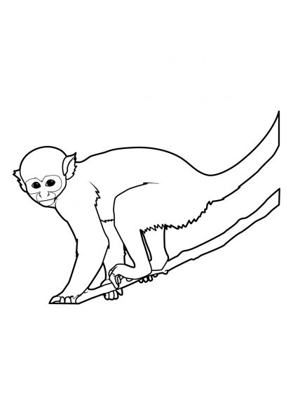 ぬりえページ: 猿 (動物) #14225 - 無料の印刷可能なぬりえページ