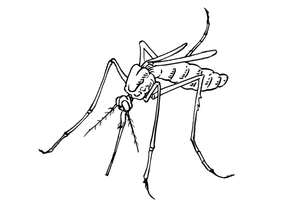 ぬりえページ: 蚊 (動物) #11319 - 無料の印刷可能なぬりえページ