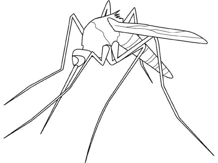 ぬりえページ: 蚊 (動物) #11320 - 無料の印刷可能なぬりえページ