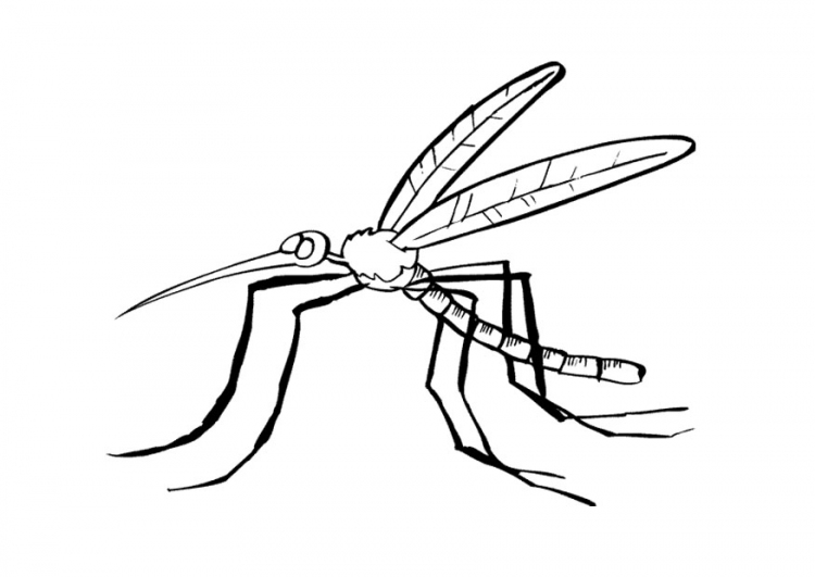 ぬりえページ: 蚊 (動物) #11322 - 無料の印刷可能なぬりえページ