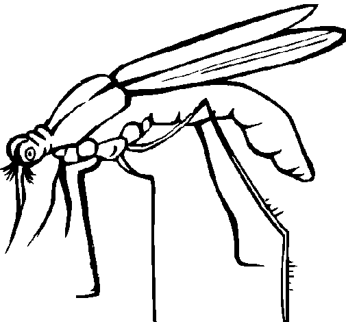ぬりえページ: 蚊 (動物) #11324 - 無料の印刷可能なぬりえページ