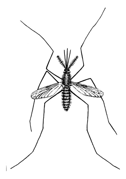 ぬりえページ: 蚊 (動物) #11325 - 無料の印刷可能なぬりえページ