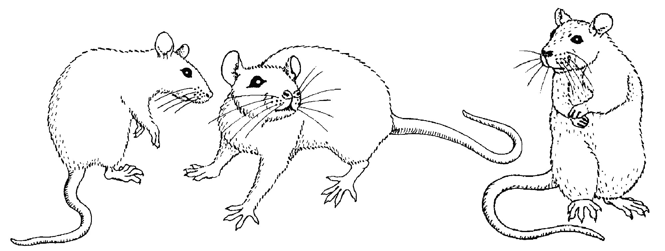 ぬりえページ: マウス (動物) #14056 - 無料の印刷可能なぬりえページ