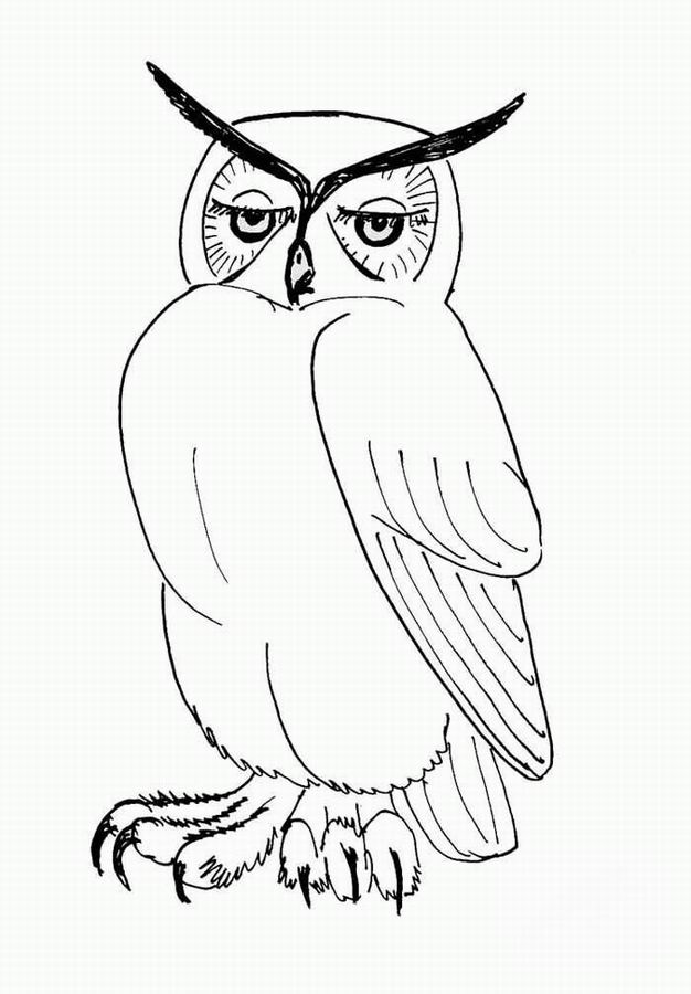 ぬりえページ: フクロウ (動物) #8461 - 無料の印刷可能なぬりえページ
