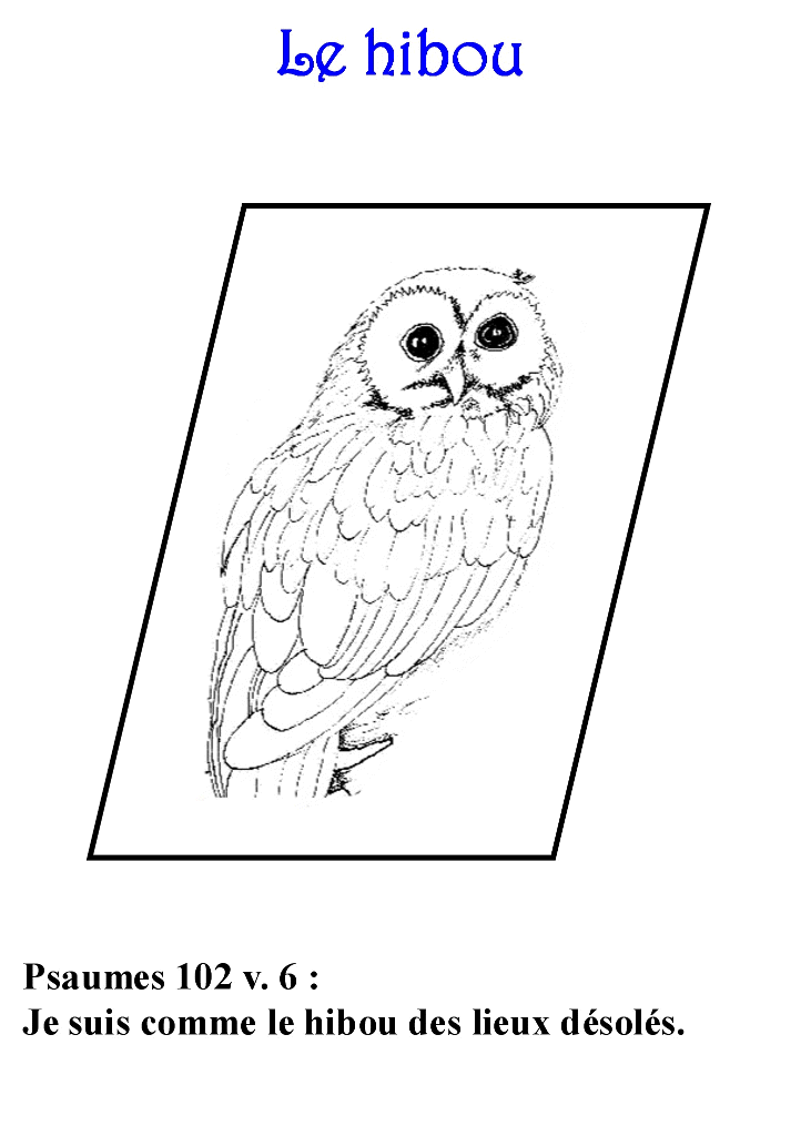 ぬりえページ: フクロウ (動物) #8560 - 無料の印刷可能なぬりえページ