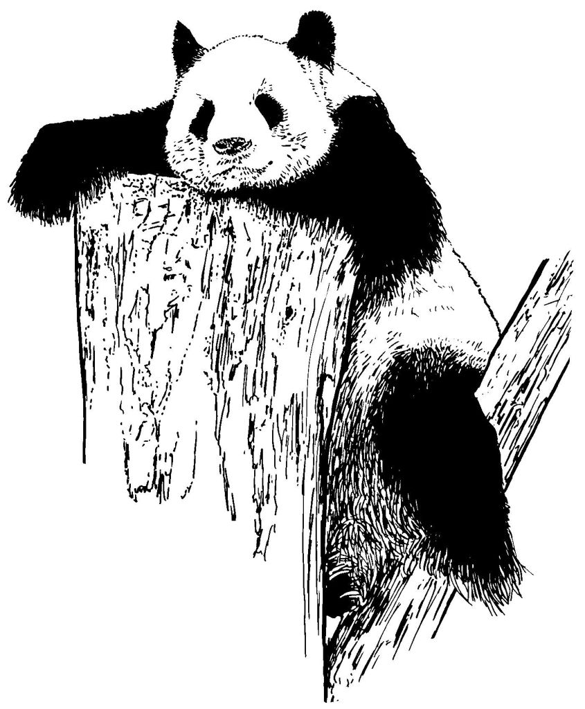 ぬりえページ: パンダ (動物) #12625 - 無料の印刷可能なぬりえページ