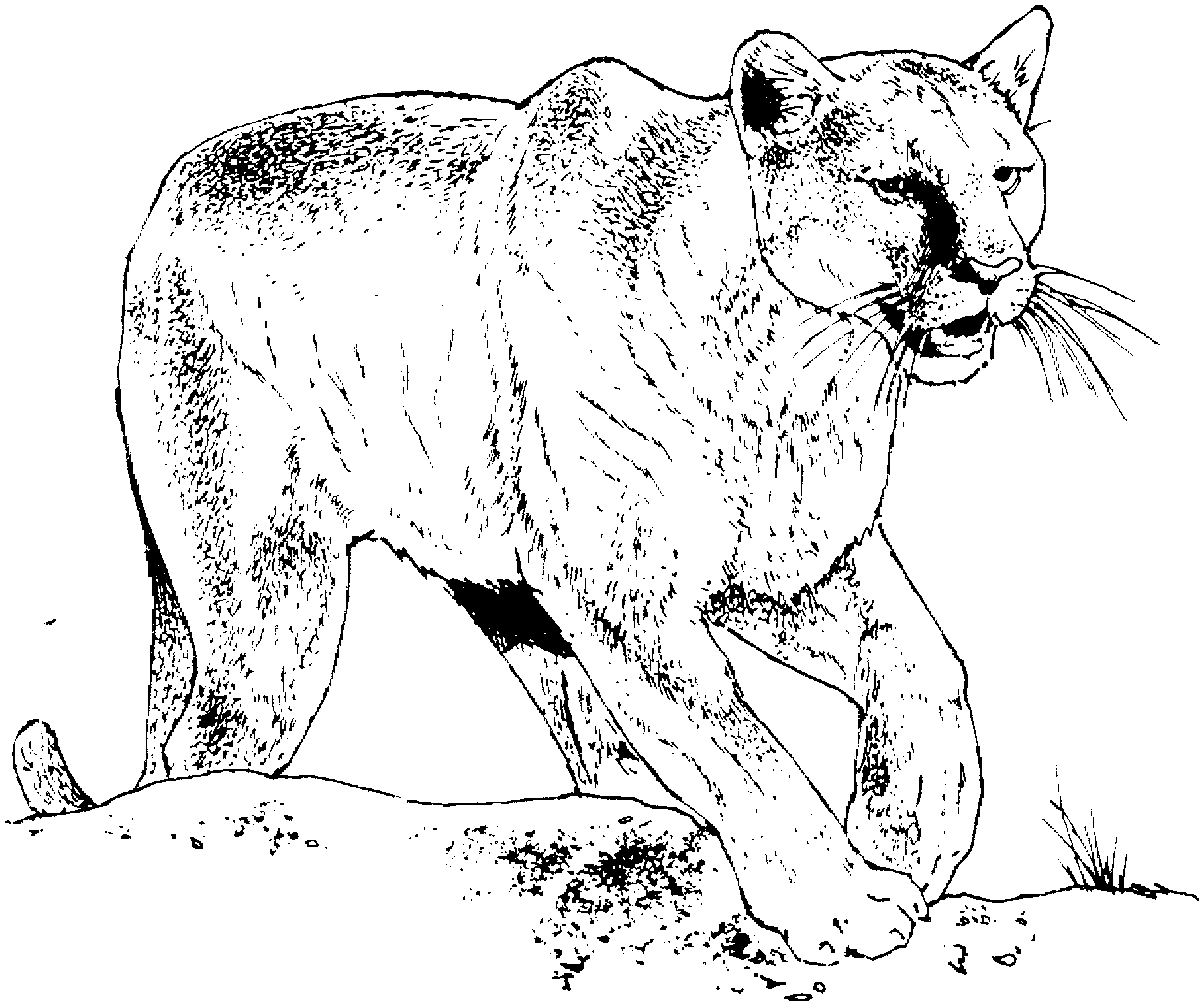 ぬりえページ: パンサー (動物) #15514 - 無料の印刷可能なぬりえページ