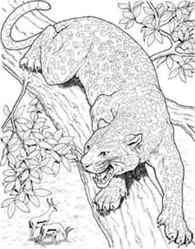 ぬりえページ: パンサー (動物) #15518 - 無料の印刷可能なぬりえページ