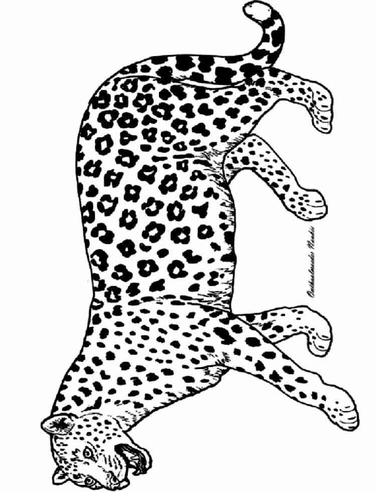 ぬりえページ: パンサー (動物) #15520 - 無料の印刷可能なぬりえページ