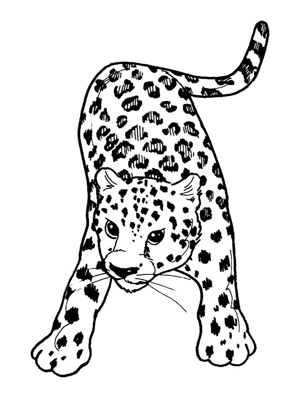 ぬりえページ: パンサー (動物) #15529 - 無料の印刷可能なぬりえページ
