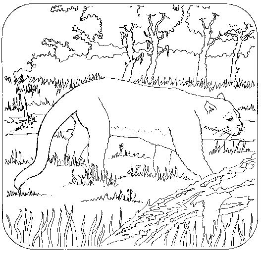 ぬりえページ: パンサー (動物) #15547 - 無料の印刷可能なぬりえページ
