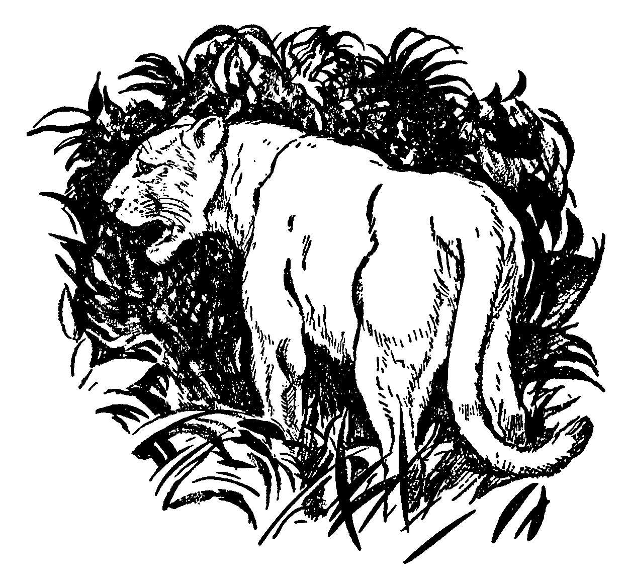 ぬりえページ: パンサー (動物) #15590 - 無料の印刷可能なぬりえページ