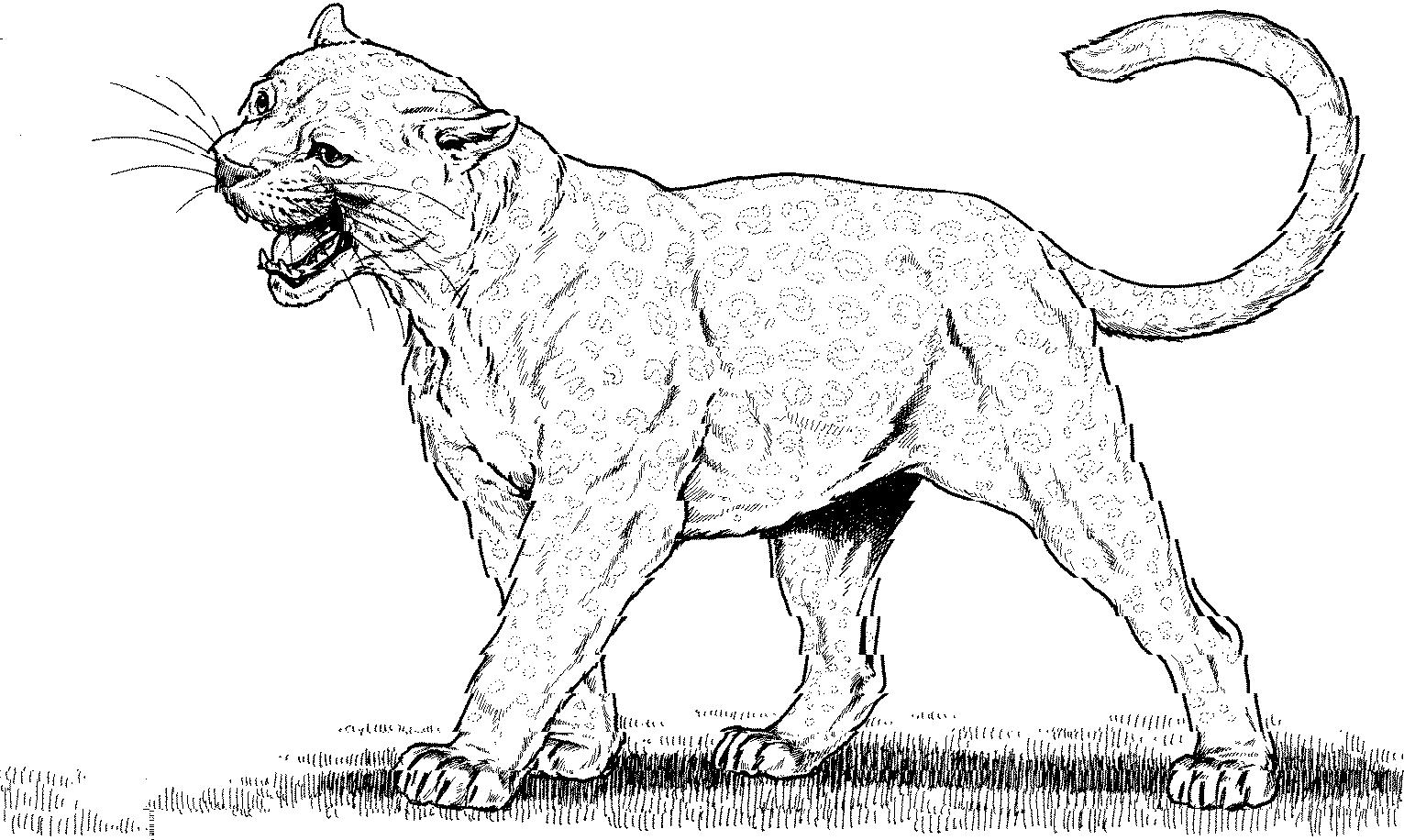 ぬりえページ: パンサー (動物) #15596 - 無料の印刷可能なぬりえページ