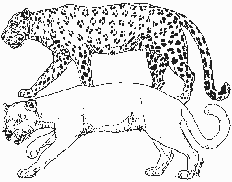 ぬりえページ: パンサー (動物) #15598 - 無料の印刷可能なぬりえページ