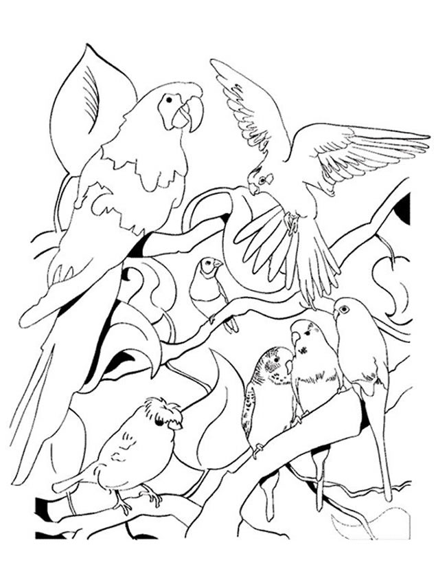 ぬりえページ: オウム (動物) #16147 - 無料の印刷可能なぬりえページ