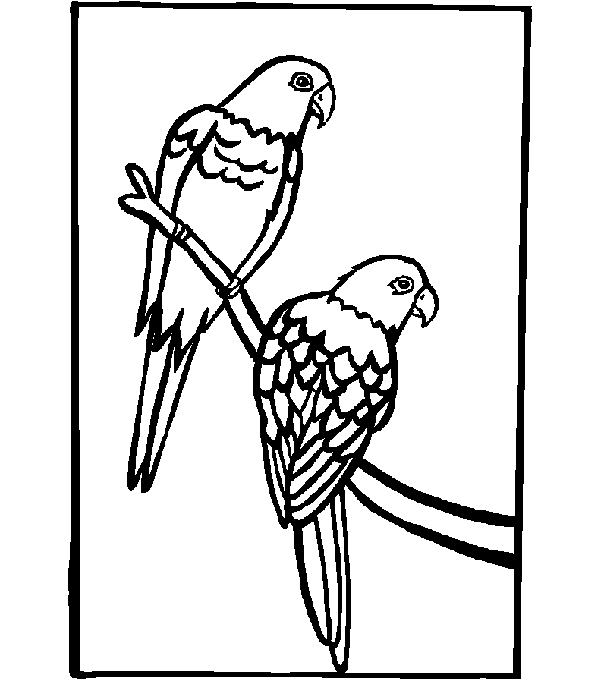 ぬりえページ: オウム (動物) #16212 - 無料の印刷可能なぬりえページ