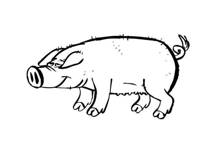 ぬりえページ: 豚 (動物) #3693 - 無料の印刷可能なぬりえページ