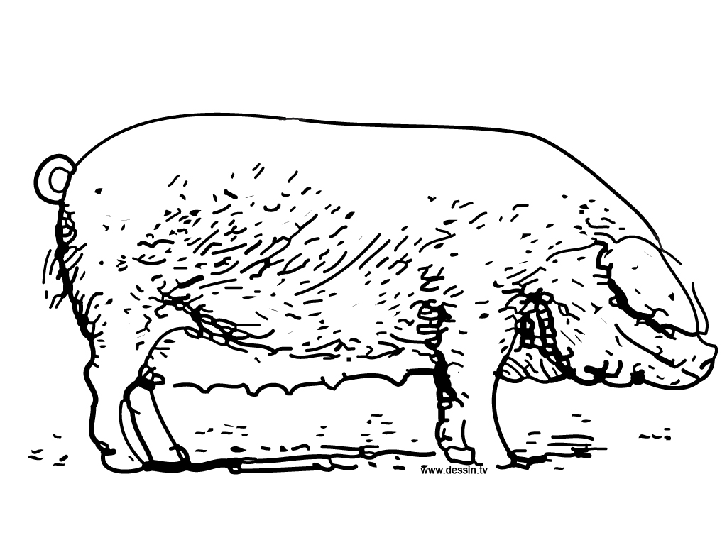 ぬりえページ: 豚 (動物) #3733 - 無料の印刷可能なぬりえページ