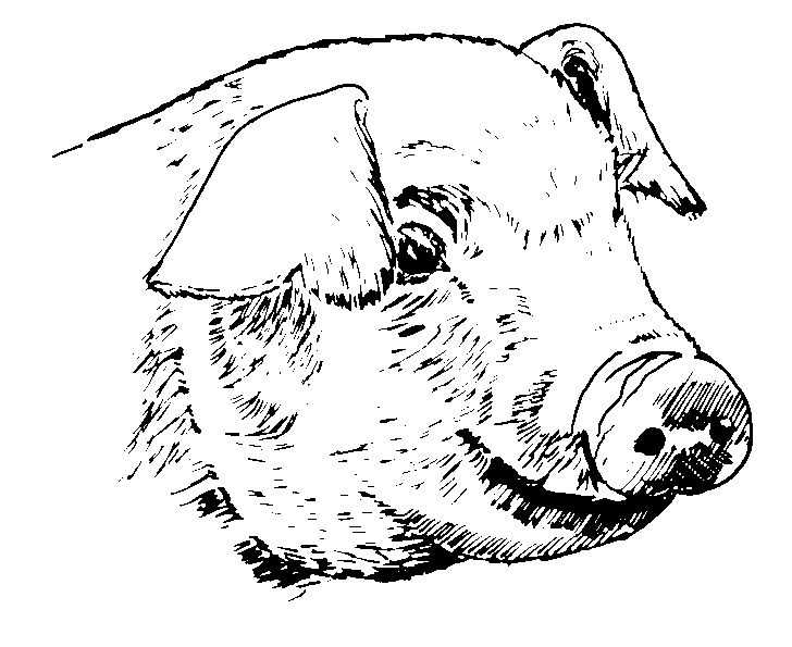 ぬりえページ: 豚肉 (動物) #17751 - 無料の印刷可能なぬりえページ