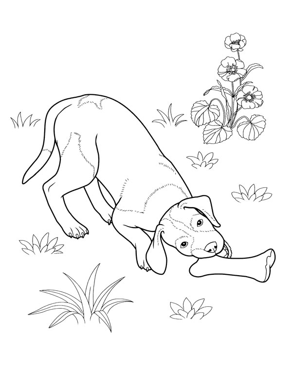 ぬりえページ: 子犬 (動物) #2940 - 無料の印刷可能なぬりえページ