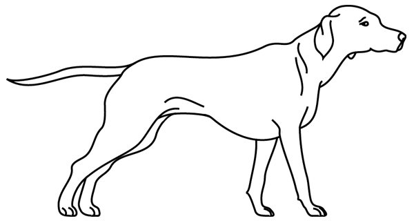 ぬりえページ: 子犬 (動物) #3080 - 無料の印刷可能なぬりえページ