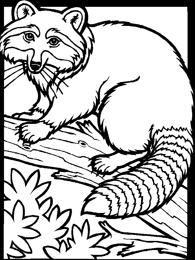 ぬりえページ: ラクーン (動物) #19991 - 無料の印刷可能なぬりえページ