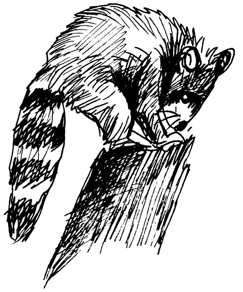ぬりえページ: ラクーン (動物) #20029 - 無料の印刷可能なぬりえページ
