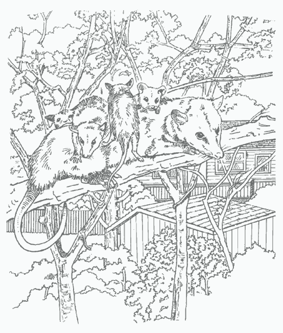 ぬりえページ: ラット (動物) #15179 - 無料の印刷可能なぬりえページ