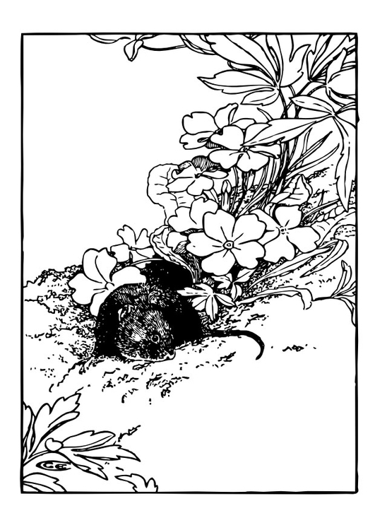 ぬりえページ: ラット (動物) #15195 - 無料の印刷可能なぬりえページ