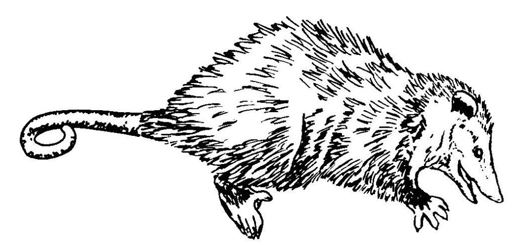 ぬりえページ: ラット (動物) #15254 - 無料の印刷可能なぬりえページ