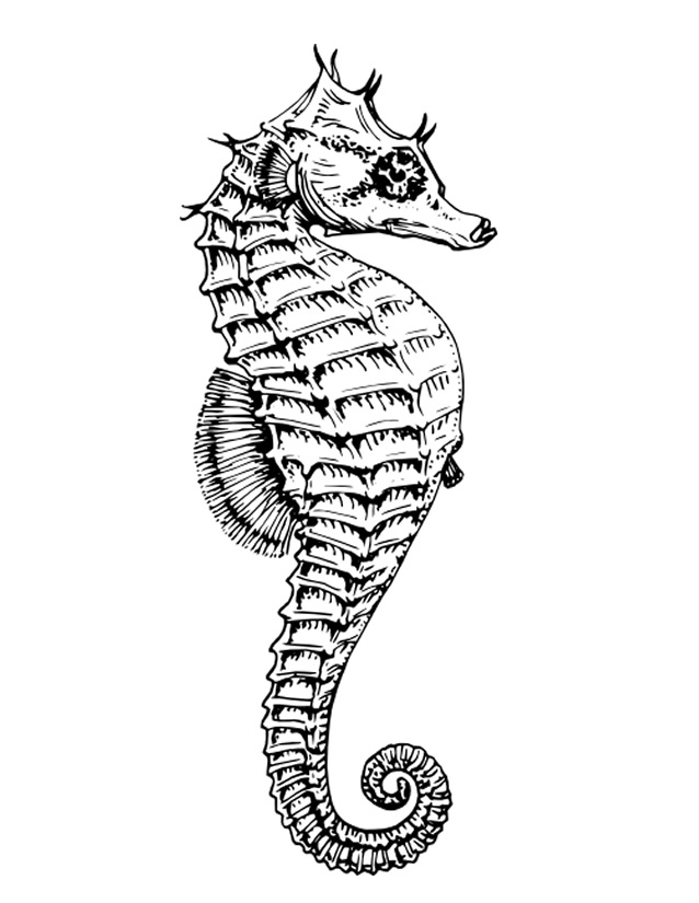 ぬりえページ: タツノオトシゴ (動物) #18599 - 無料の印刷可能なぬりえページ