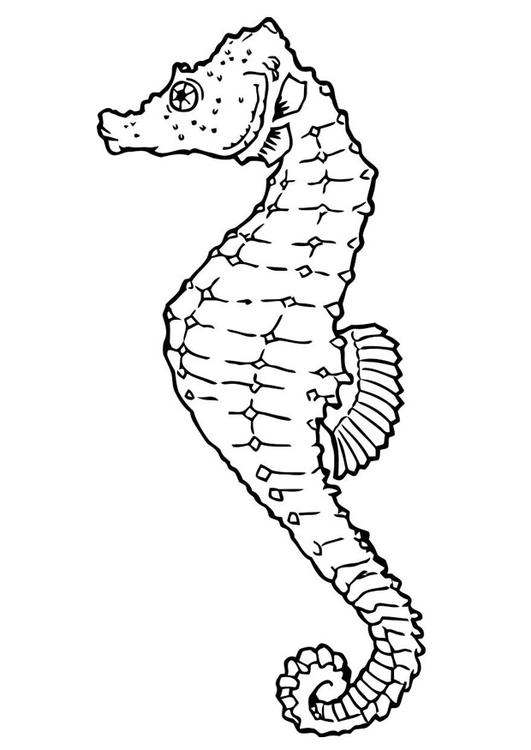 ぬりえページ: タツノオトシゴ (動物) #18615 - 無料の印刷可能なぬりえページ