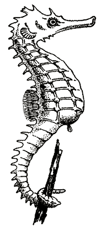 ぬりえページ: タツノオトシゴ (動物) #18631 - 無料の印刷可能なぬりえページ