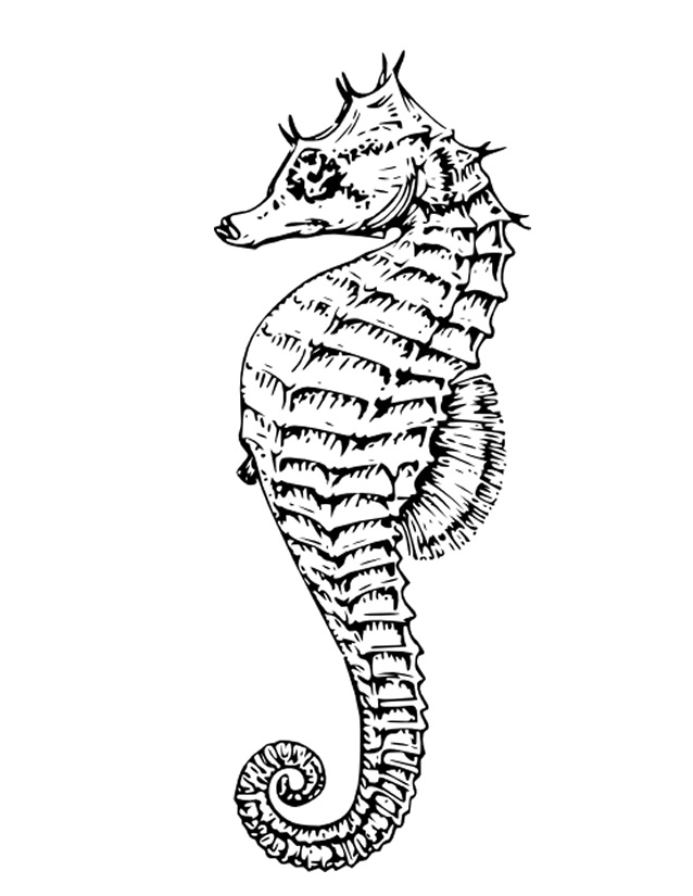 ぬりえページ: タツノオトシゴ (動物) #18660 - 無料の印刷可能なぬりえページ
