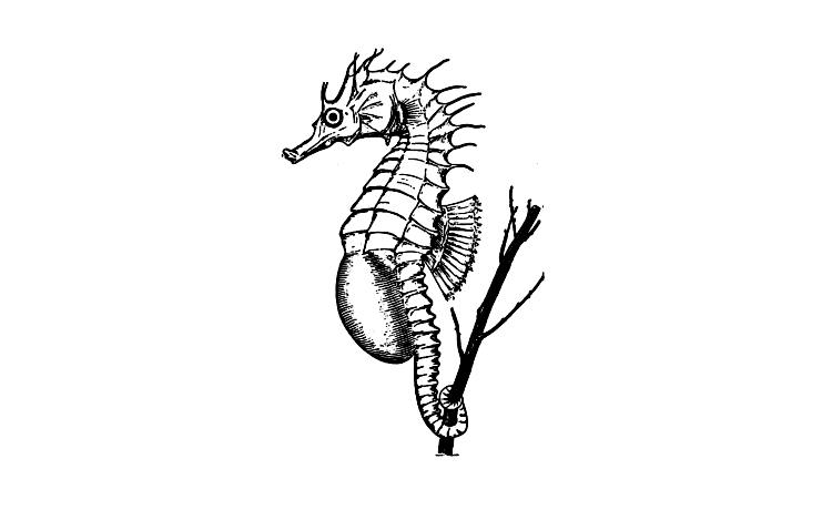 ぬりえページ: タツノオトシゴ (動物) #18745 - 無料の印刷可能なぬりえページ