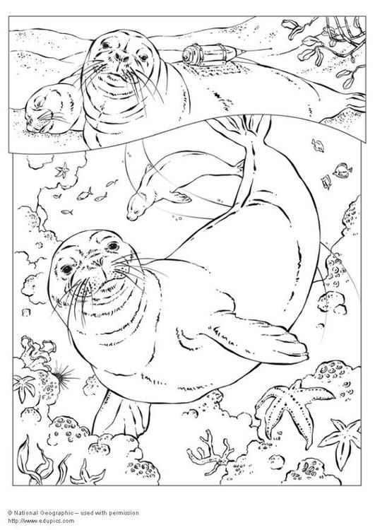 ぬりえページ: 密閉 (動物) #16291 - 無料の印刷可能なぬりえページ