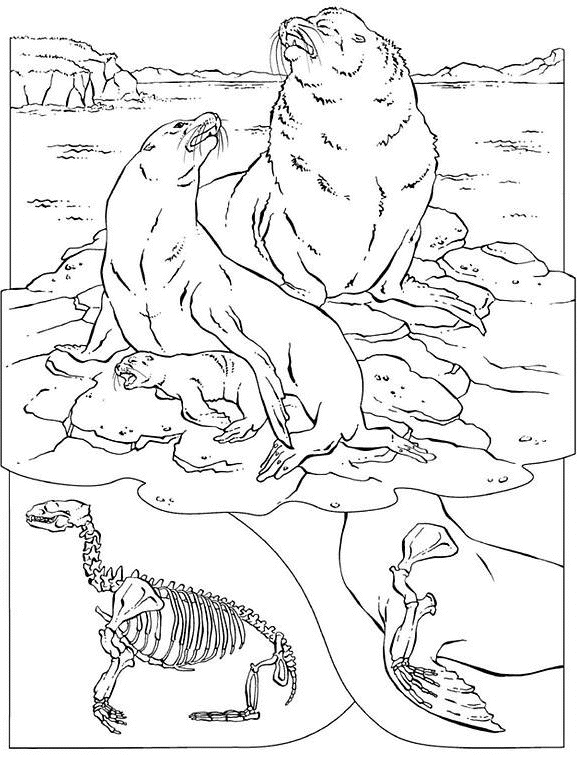 ぬりえページ: 密閉 (動物) #16337 - 無料の印刷可能なぬりえページ