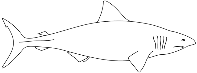ぬりえページ: 鮫 (動物) #14793 - 無料の印刷可能なぬりえページ